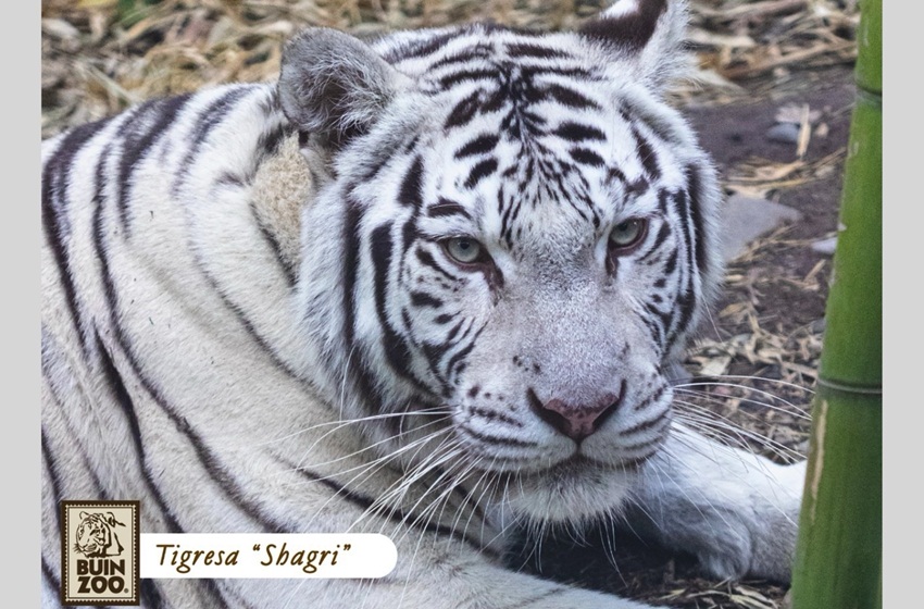 Centro de Estudiantes de Medicina Veterinaria apadrinó a tigre blanco del Buin Zoo